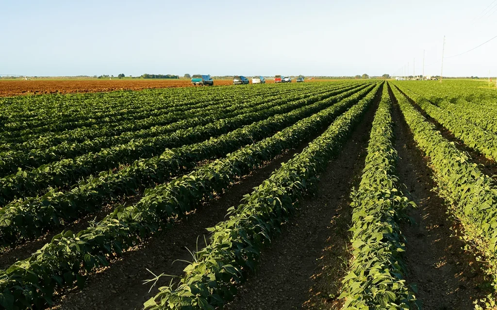 الصين اعتبرت الحظر ممارسة تمييزية نموذجية تنتهك مبادئ اقتصاد السوق