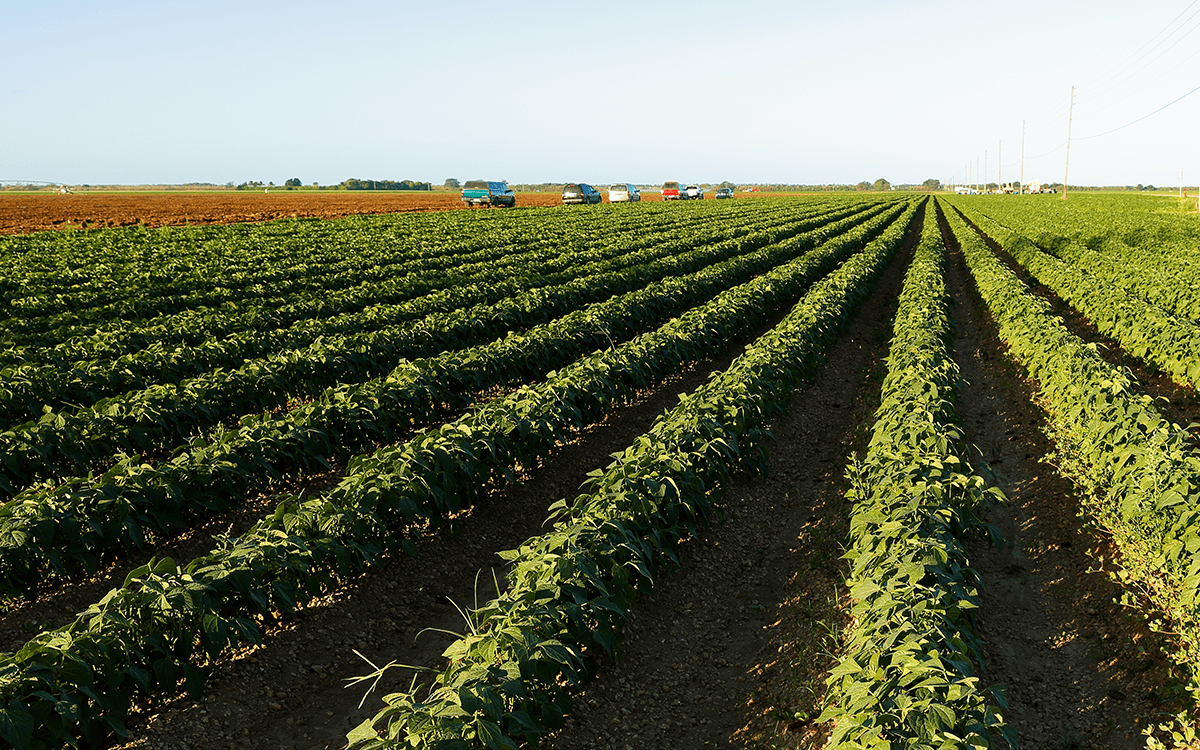 China condemns the US ban on Chinese citizens purchasing agricultural land